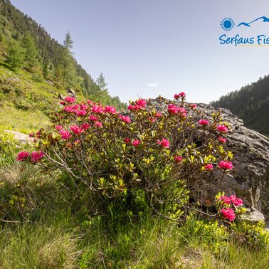 Wanderurlaub in Serfaus-Fiss-Ladis in Tirol | © Serfaus-Fiss-Ladis Marketing GmbH | Andreas Kirschner