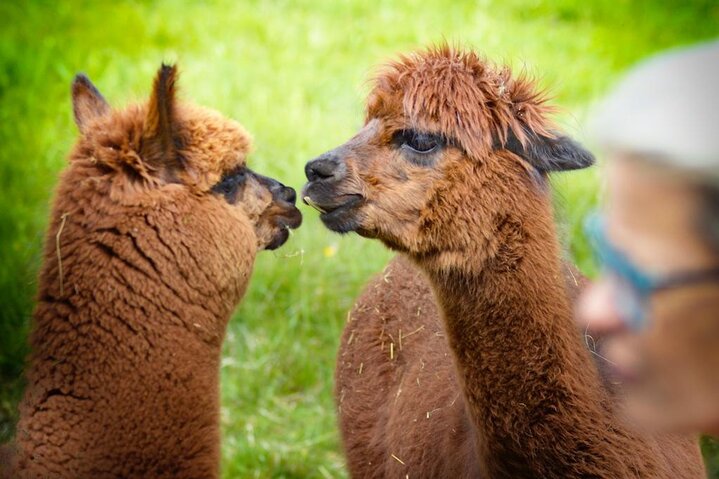 Alpaca walking | © alpkahofserfaus.com