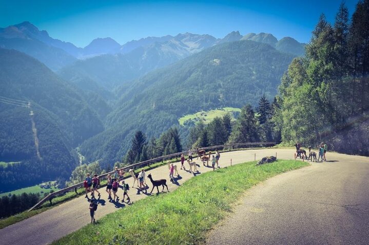 Alpaca hiking tour | © alpkahofserfaus.com