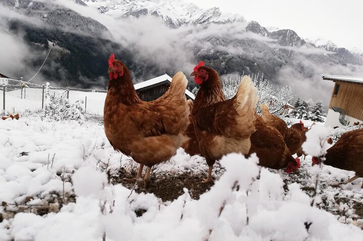 Free-range chickens