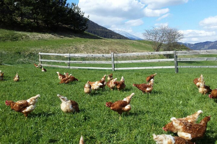 Chicken farm