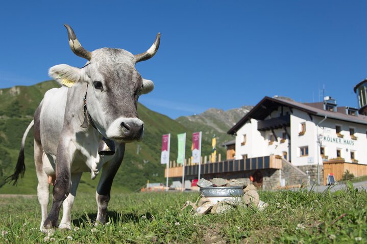 Tyrolean grey cattle