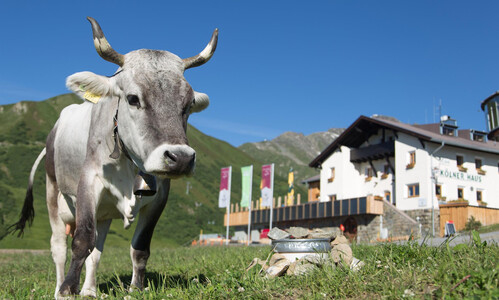 Tyrolean grey cattle