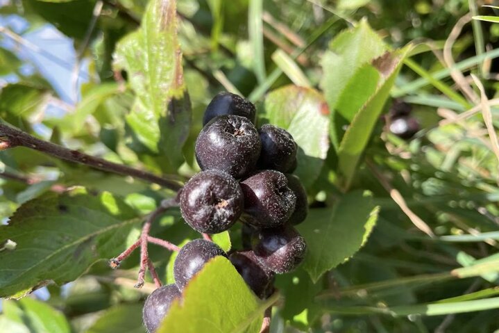 Beeren